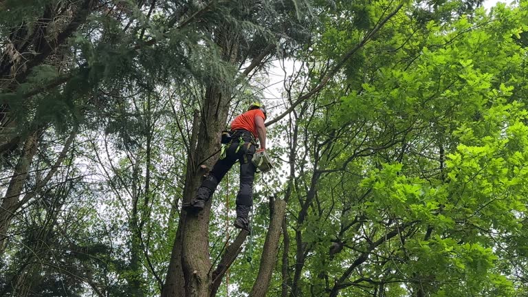 Best Tree Disease Treatment  in South Gate Ridge, FL